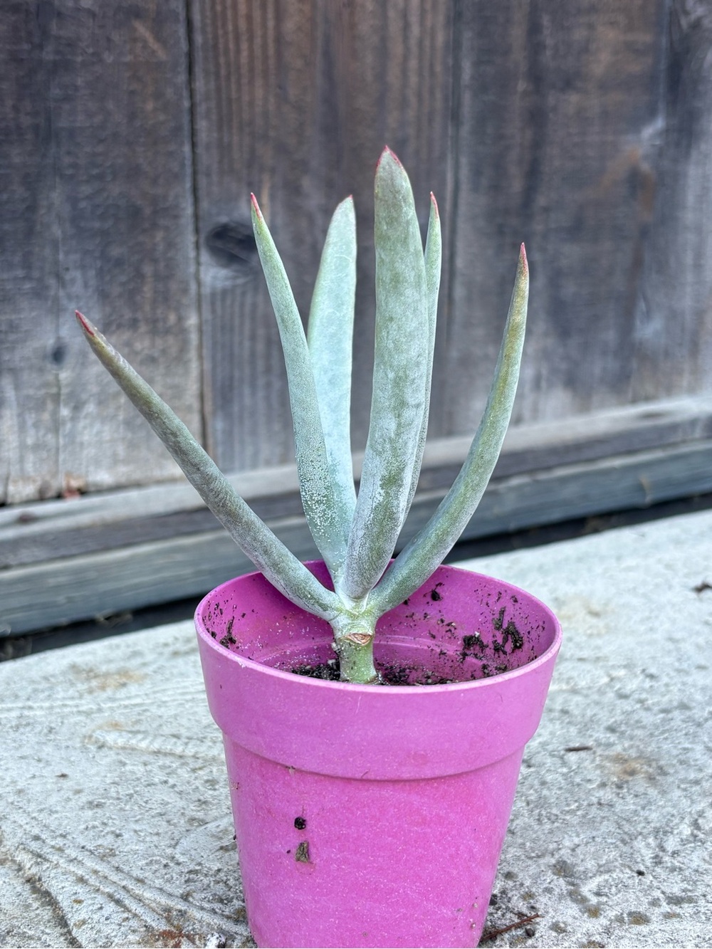 Succulent in Pink Pot - Decorative Home Accent